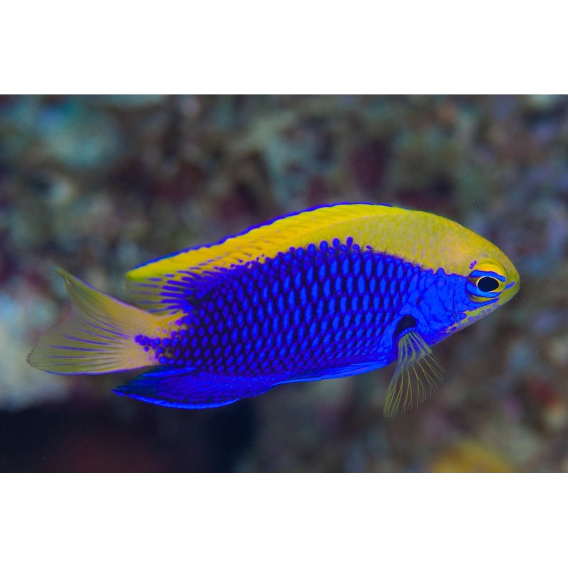 Damselfish - Stark's (Chrysiptera starcki)