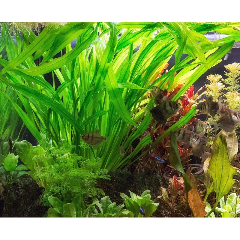 Echinodorus Horemanii Green 'Strap Leaf' Sword