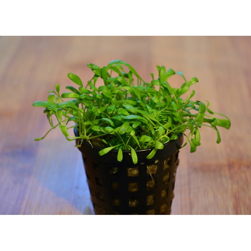 Glossostigma elatinoides