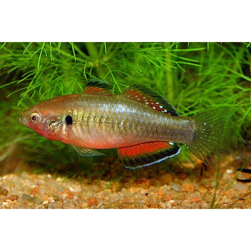 Gudgeon Empire
