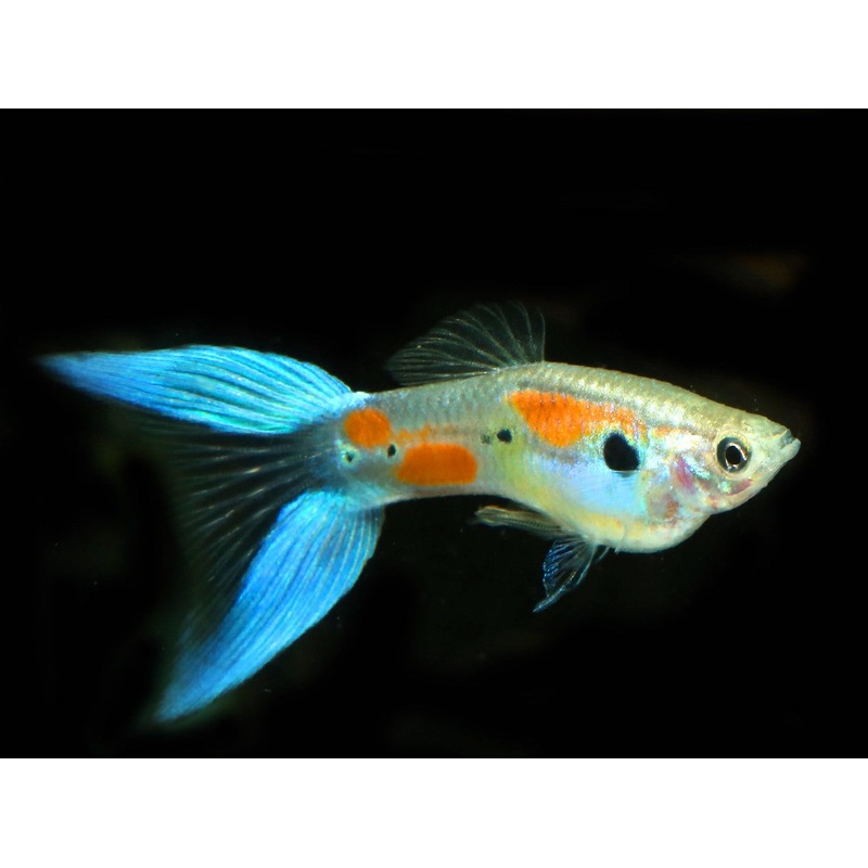 Guppy Blue Lyretail Male