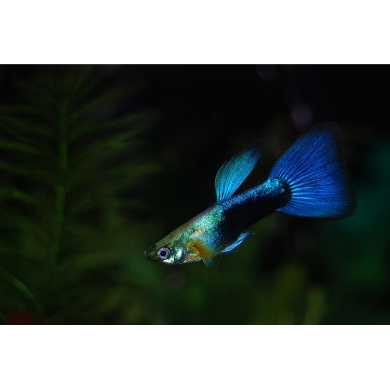 Guppy Blue Neon - Assorted
