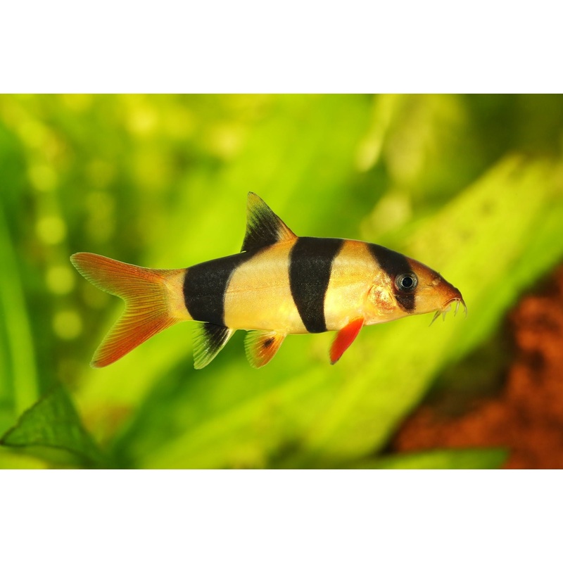 Loach - Clown (Chromobotia macracanthus)