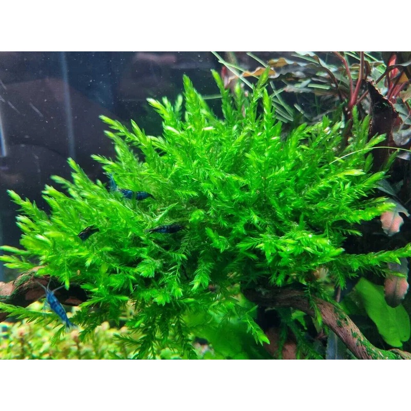 Moss - Willow (Fontinalis antipyretica)
