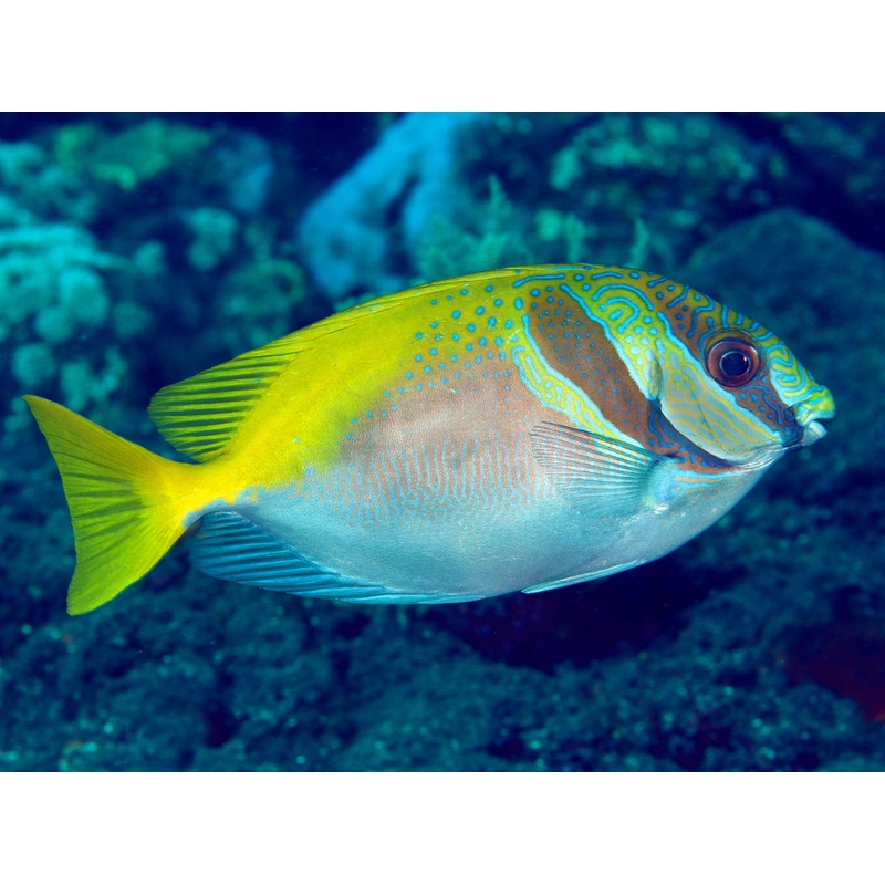 Rabbitfish - Two Bar (Siganus virgatus)