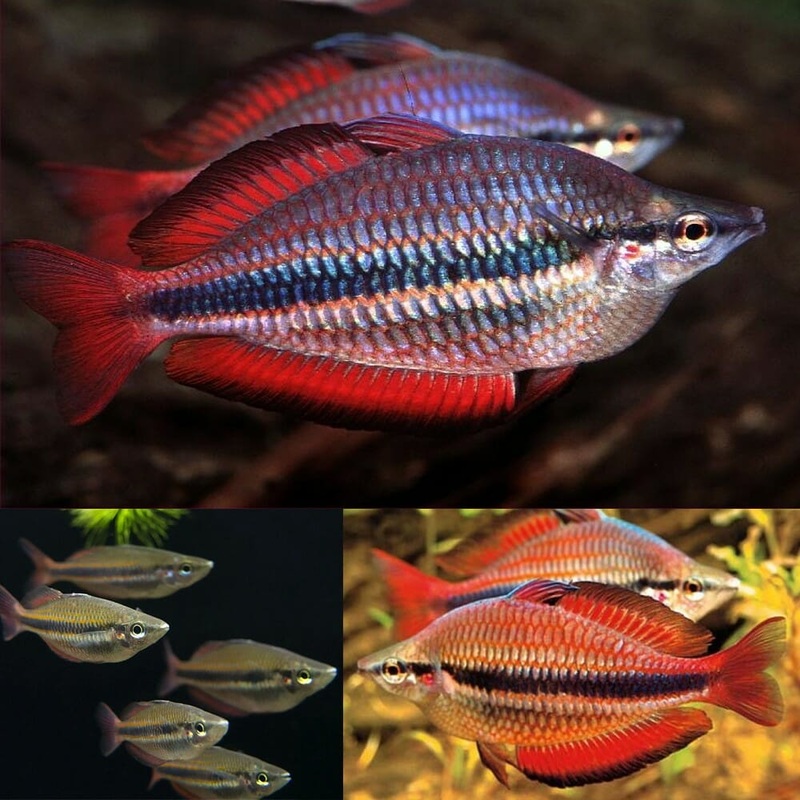 Rainbowfish - Goyder River Banded (Melanotaenia trifasciata)