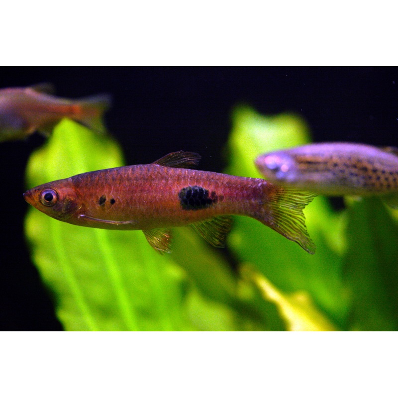 Rasbora - Clown (Rasbora kalochroma)