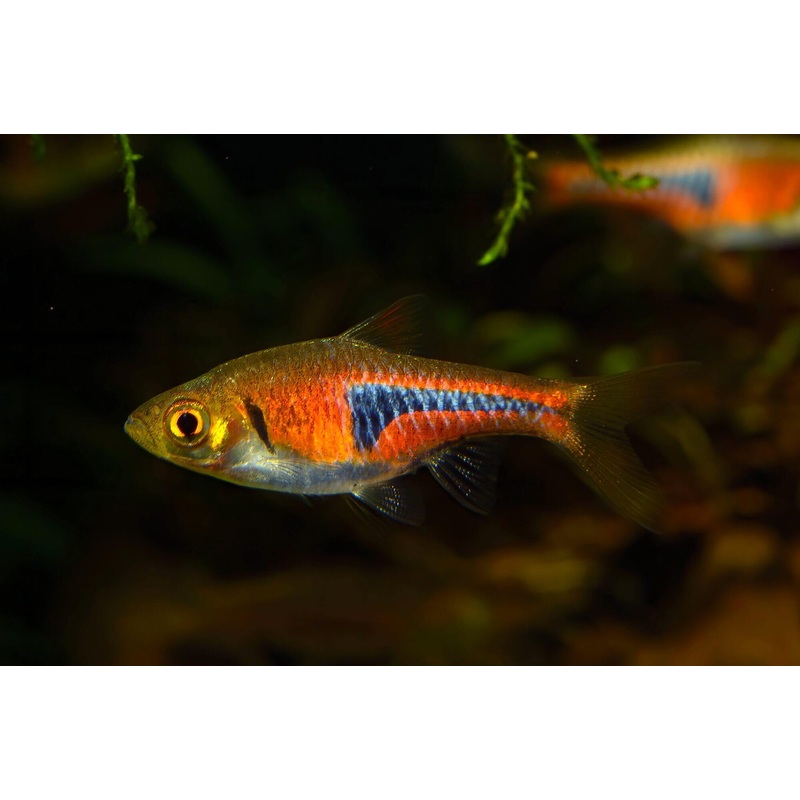 Rasbora - Copper/Espei (Trigonostigma espei)