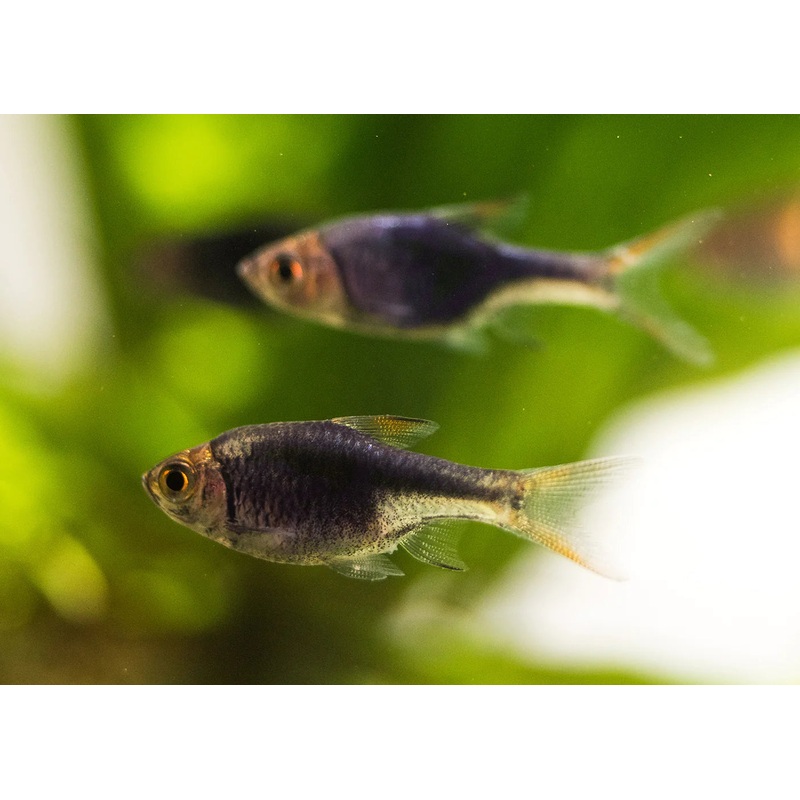 Rasbora - Purple Harlequin (Trigonostigma heteromorpha)