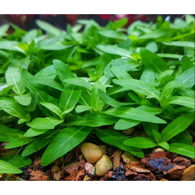 Staurogyne repens