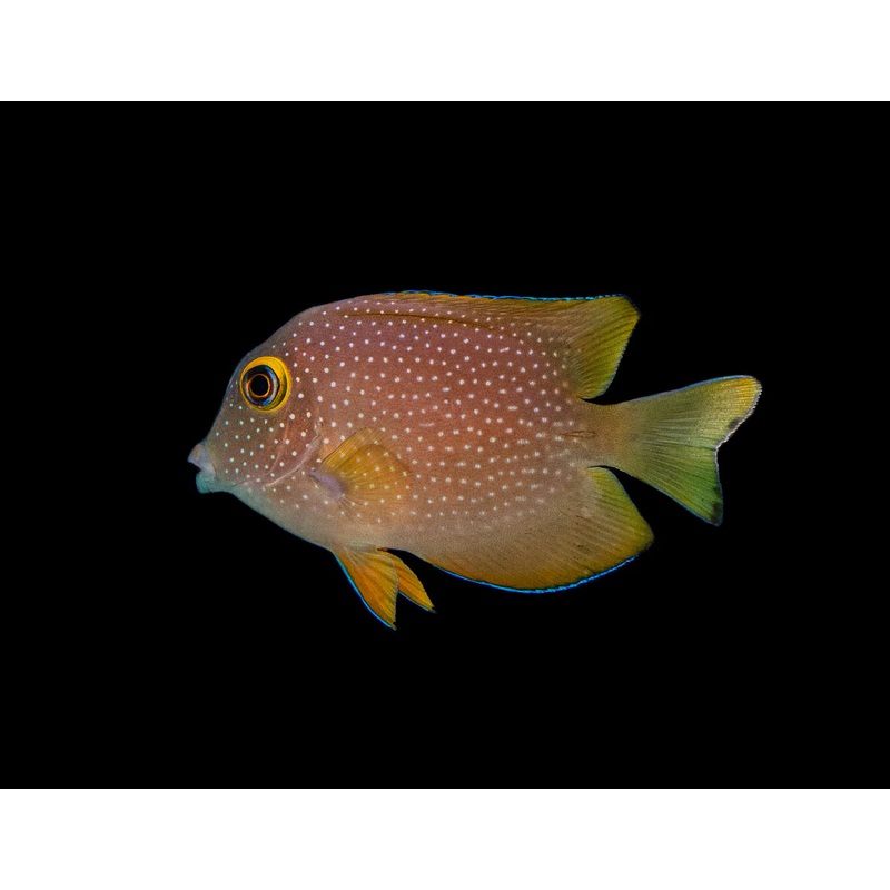 Tang Bristletooth Squaretail "Rare"
