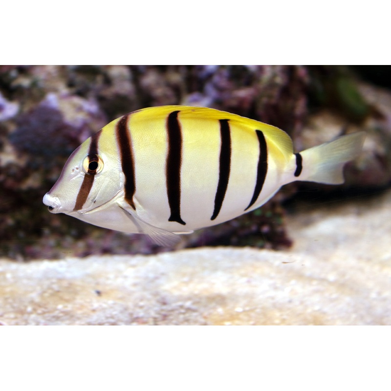 Tang Convict