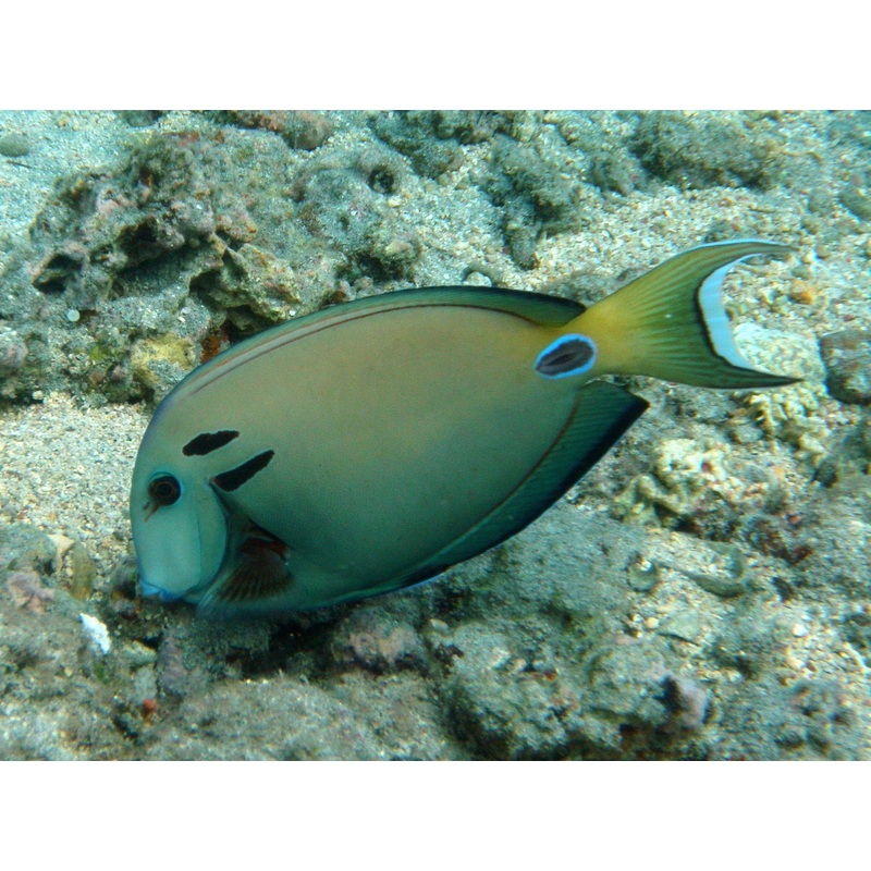 Tang Double Line/Lieutenant (Acanthurus tennenti) "Rare"