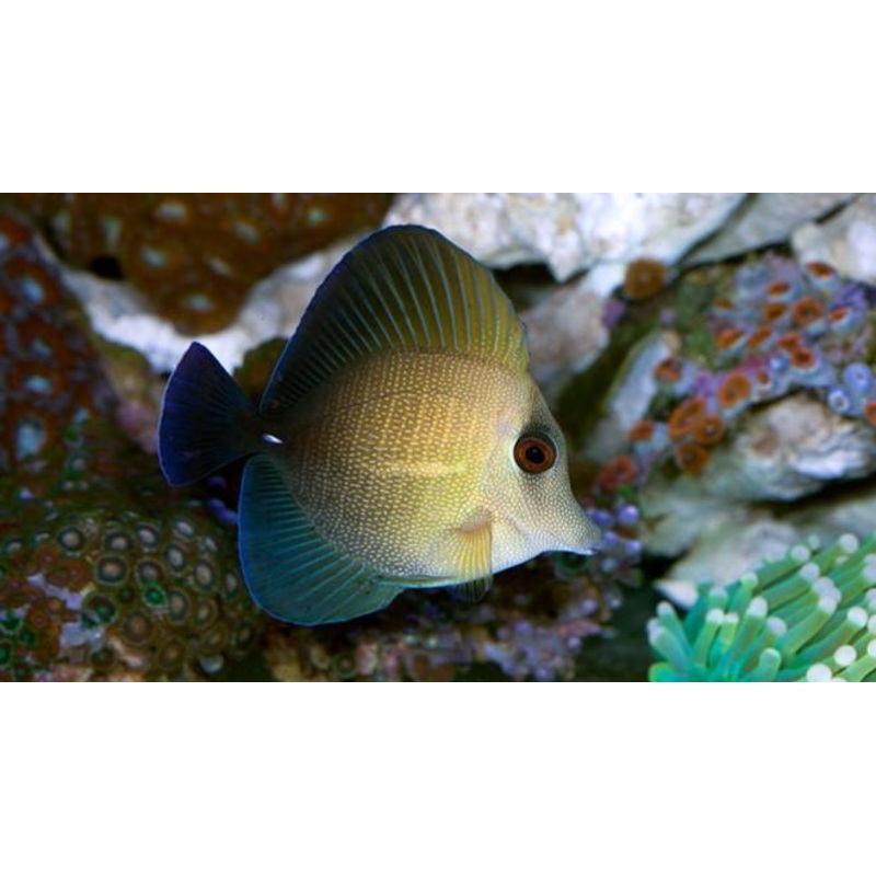 Tang Scopas (Zebrasoma scopas)