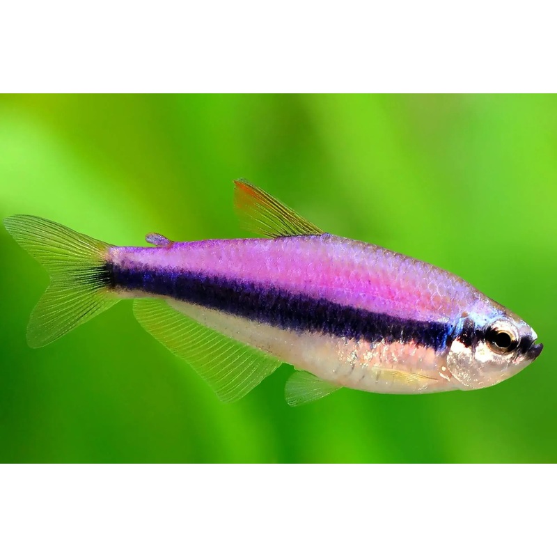 Tetra Blue Emporer (Kerri Tetra)