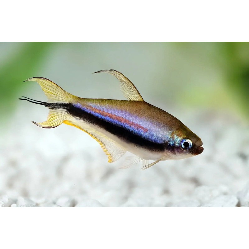 Tetra Emporer