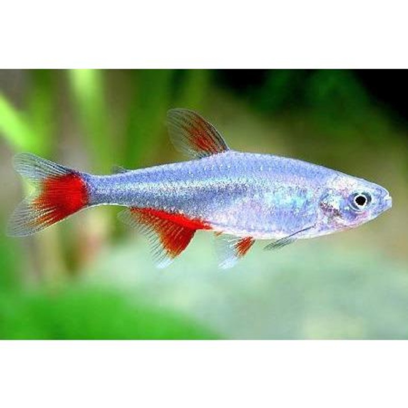 Tetra Glass Bloodfin