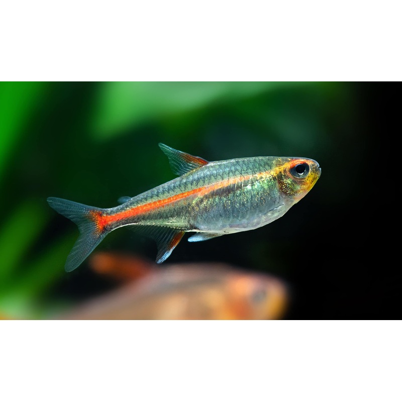 Tetra Glolight