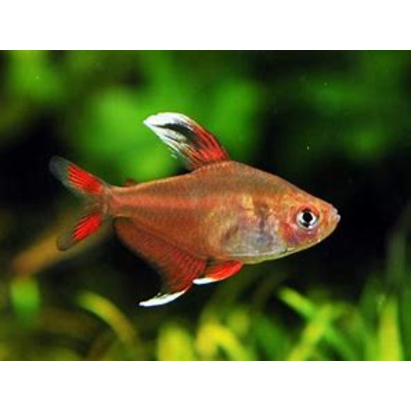 Tetra Ornate White Fin