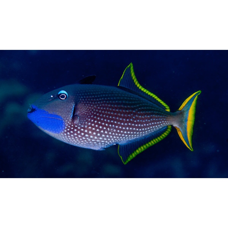 Trigger fish - Blue Throat *Reef Safe*