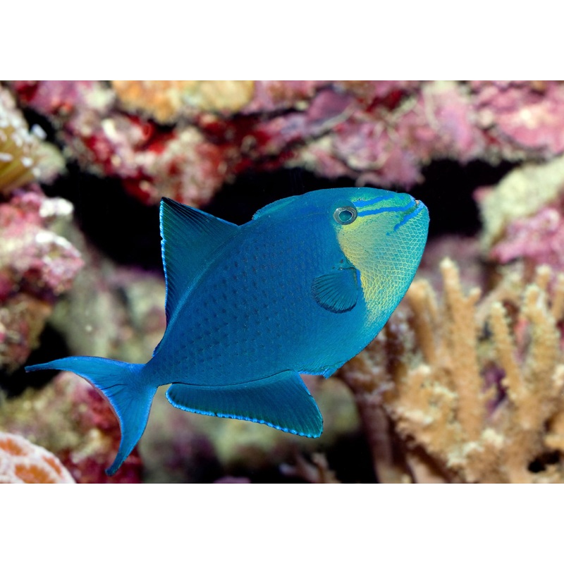 Trigger Fish - Red Tooth / Niger