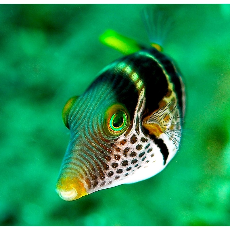 Valentini Puffer (Canthigaster valentini)