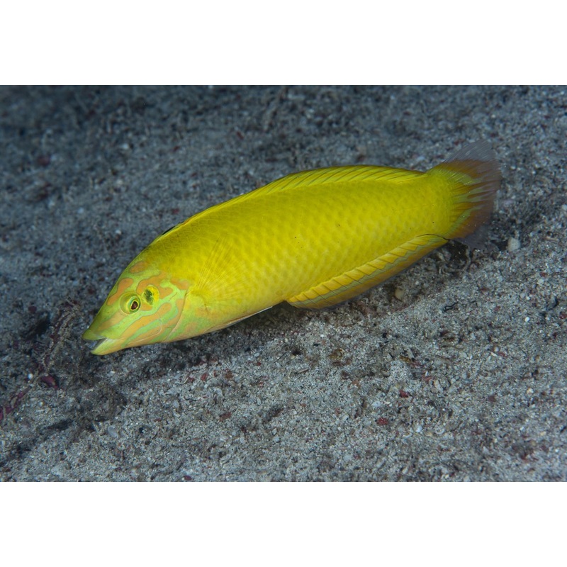 Wrasse - Banana