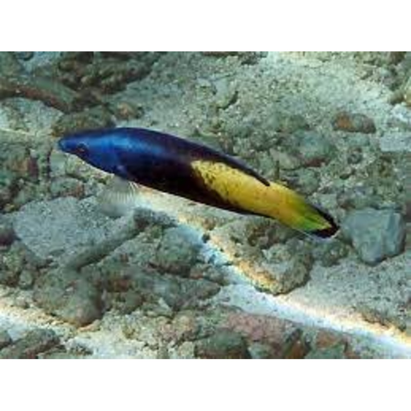 Wrasse - Bicolor Cleaner (Labriodes bicolor) "Rare"