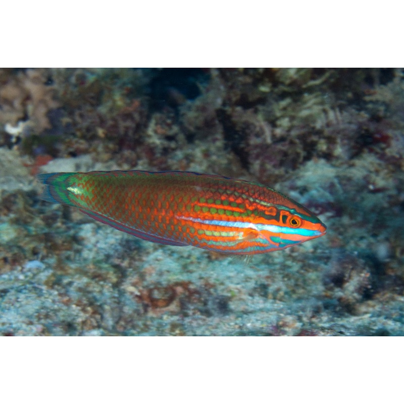 Wrasse - Neon (Halichoeres biocellatus)