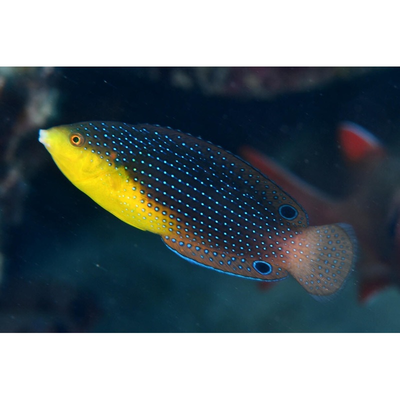 Wrasse - Yellow Breast (Anampses twistii)