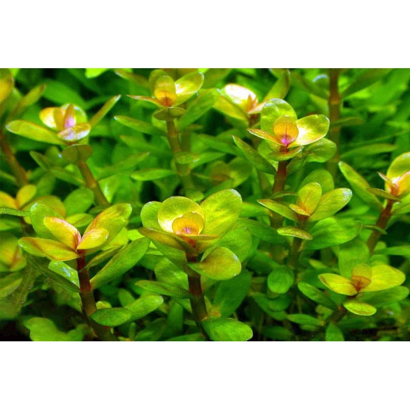 Ammania indica 'Bonsai' (Formerly Rotala Bonsai)