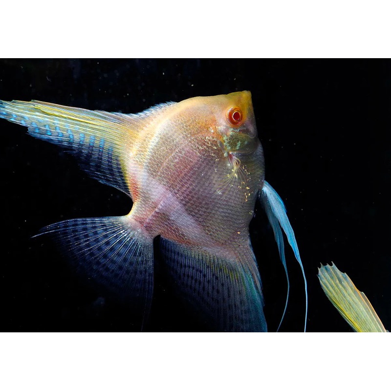 Angelfish Albino Red Eye 3.5cm