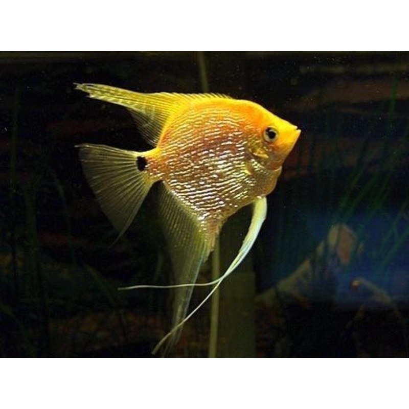 Angelfish Pearlscale