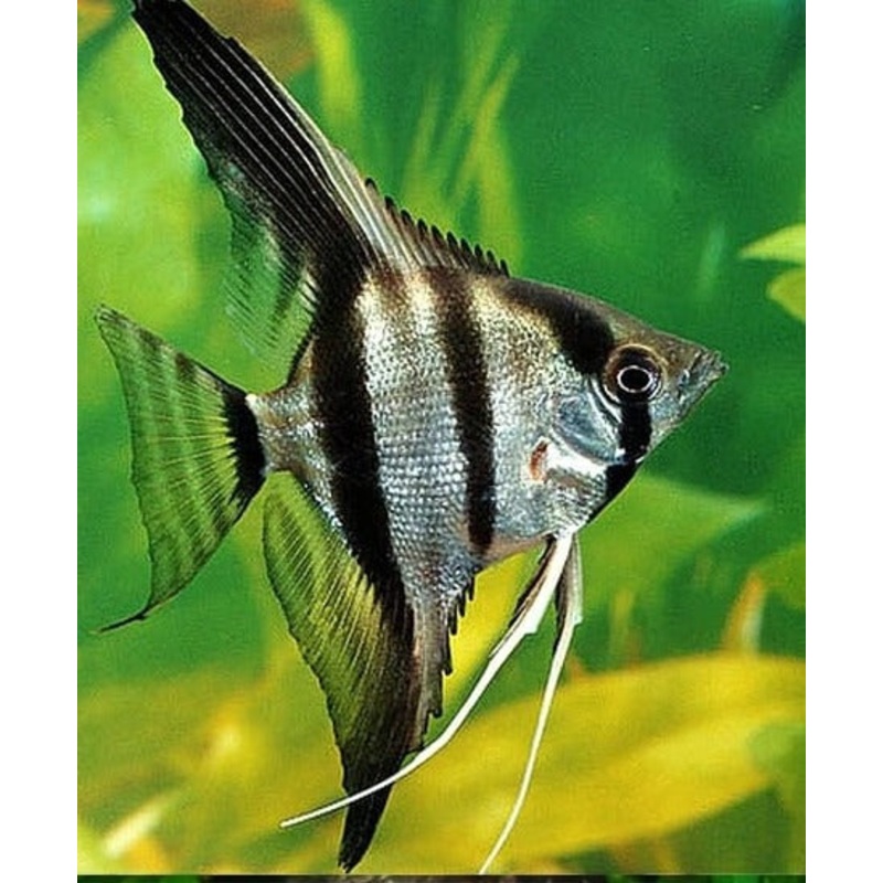 Angelfish Pinoy 6cm