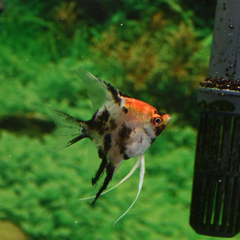 Angelfish Red Devil (A Grade)