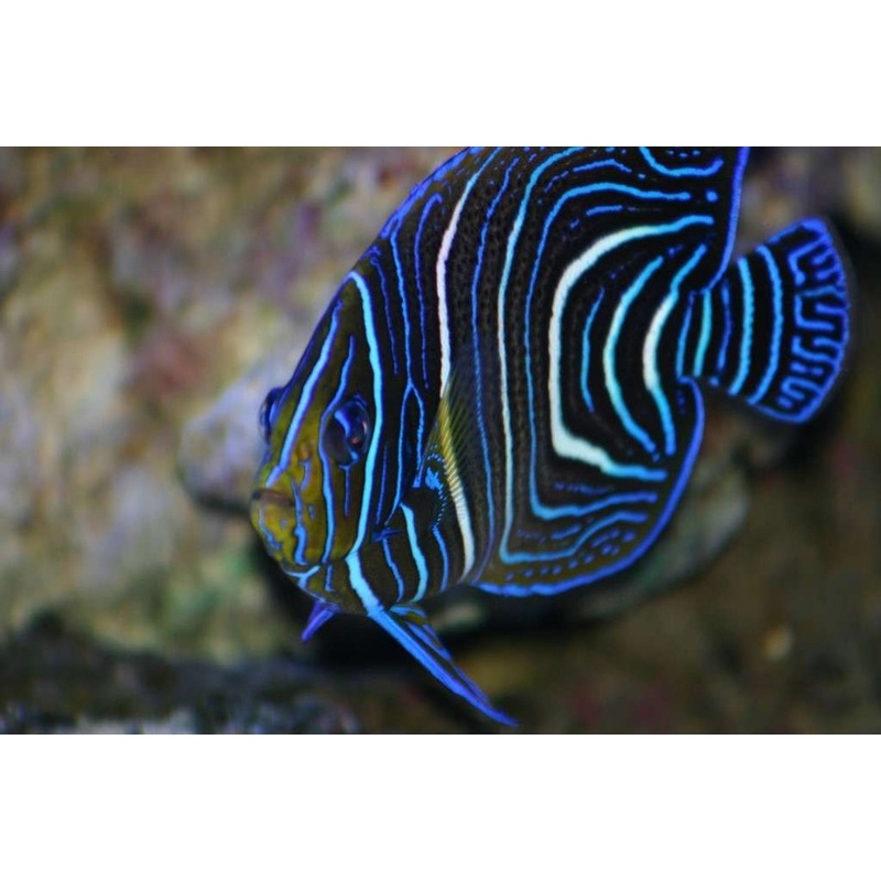 Angelfish - Six-banded Juvenile (Pomacanthus sexstriatus) "Rare"