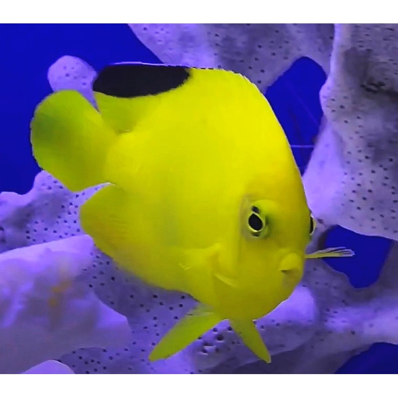 Angelfish Woodheads/Black Fin Heralds (Centropyge woodheadi)