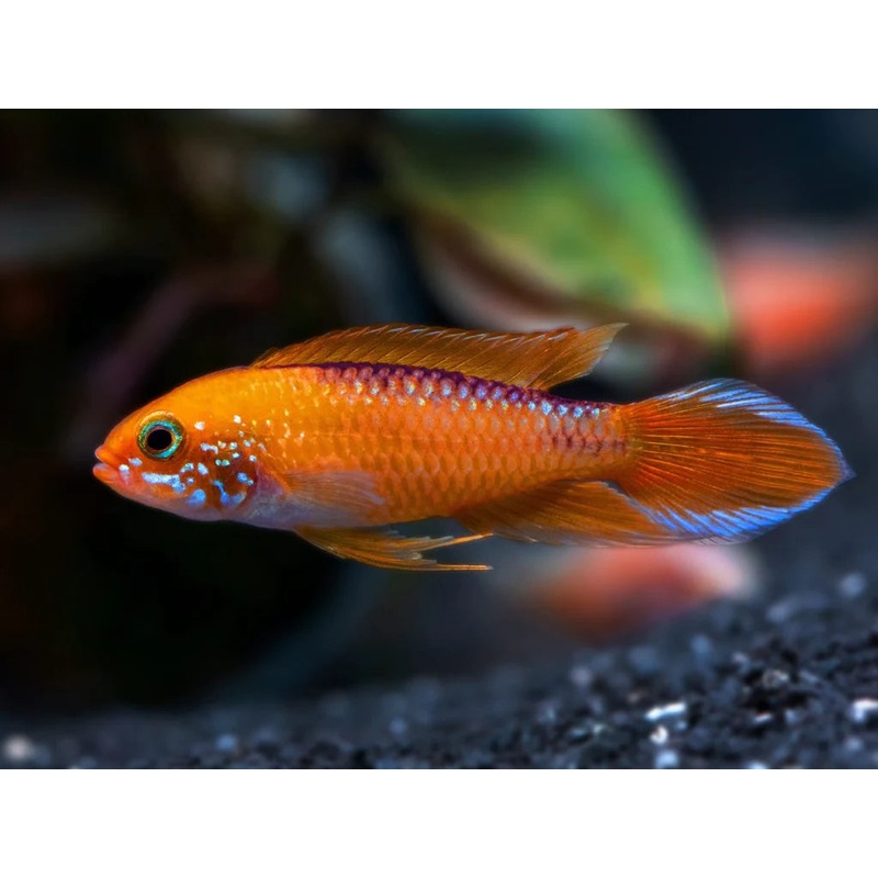 Apistogramma - Agassizii Fire Red PAIR