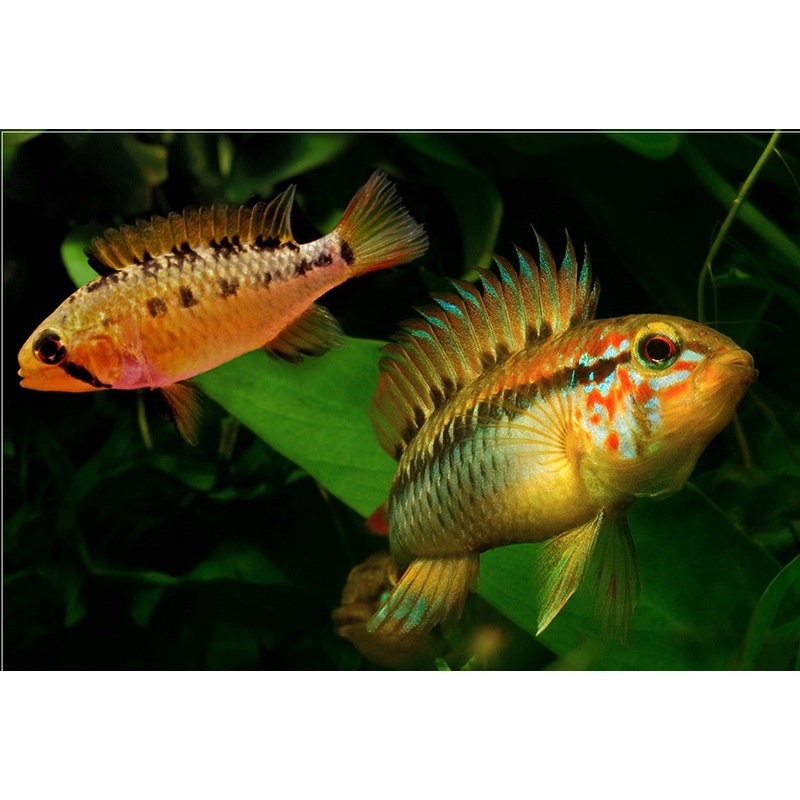Apistogramma - MacMasteri PAIR