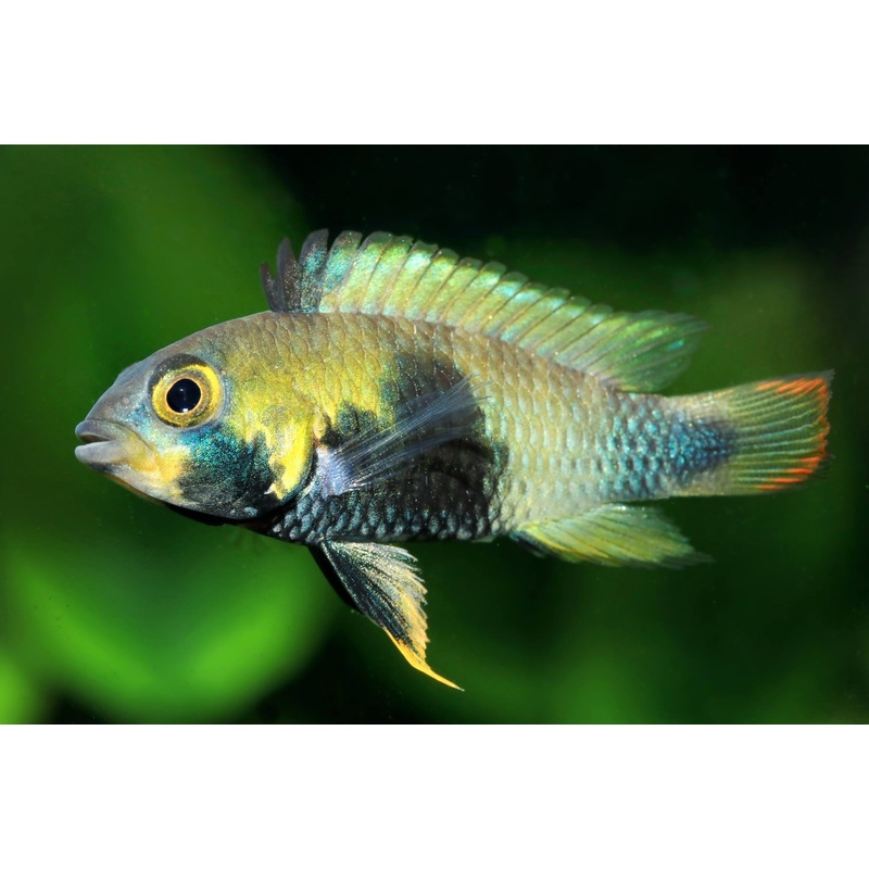 Apistogramma - Panduro