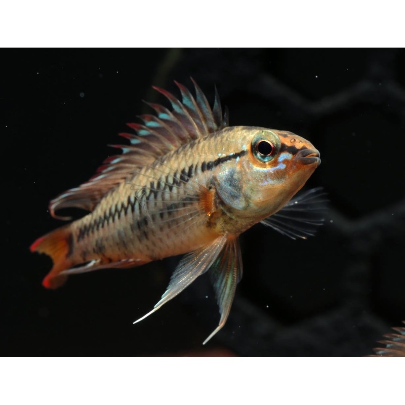 Apistogramma - Viejita Red Edge PAIR