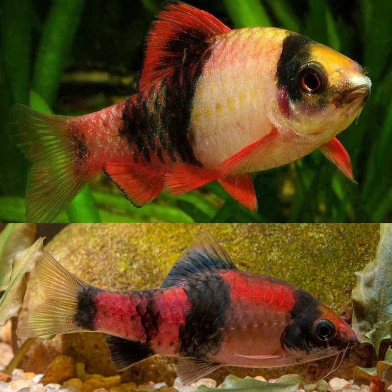 Barb Melon/Panda 1.5cm