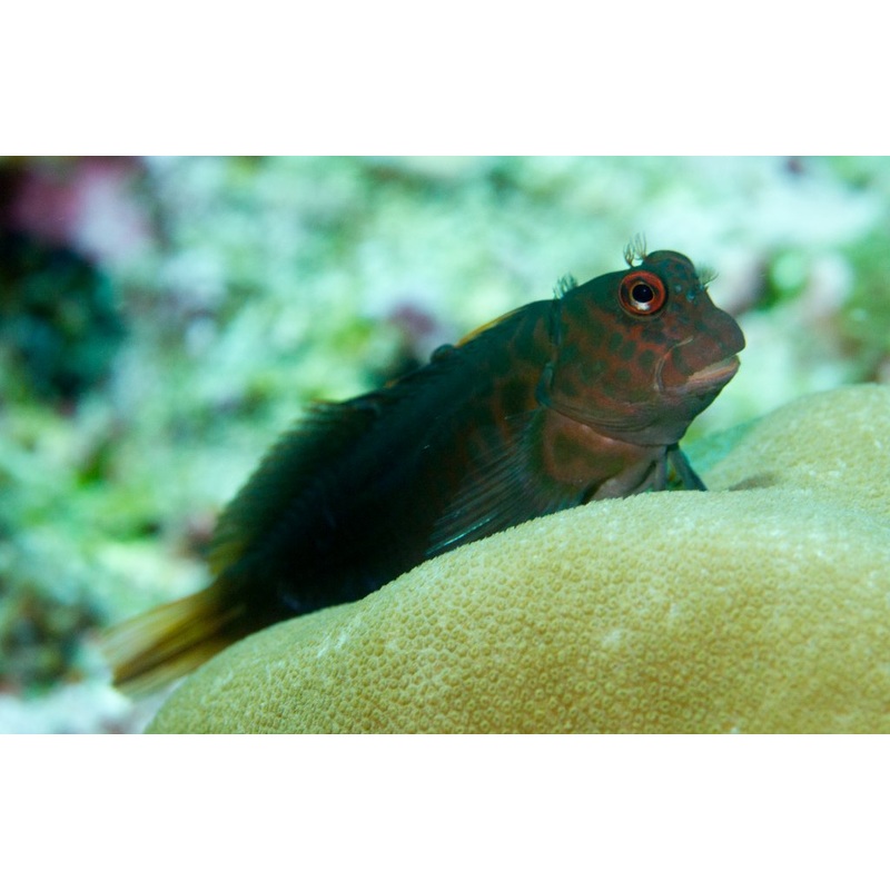 Blenny - Chestnut