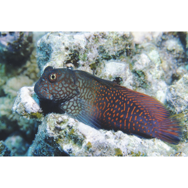 Blenny - Ember (Cirripectes stigmaticus)
