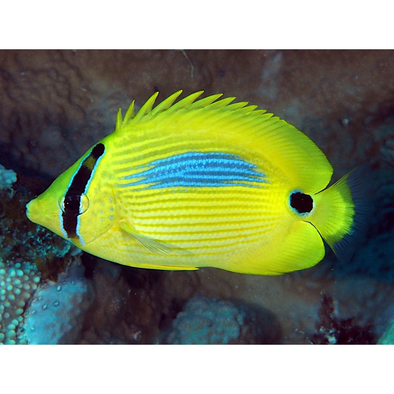 Butterflyfish - Blue-Spot (Chaetodon plebeius)