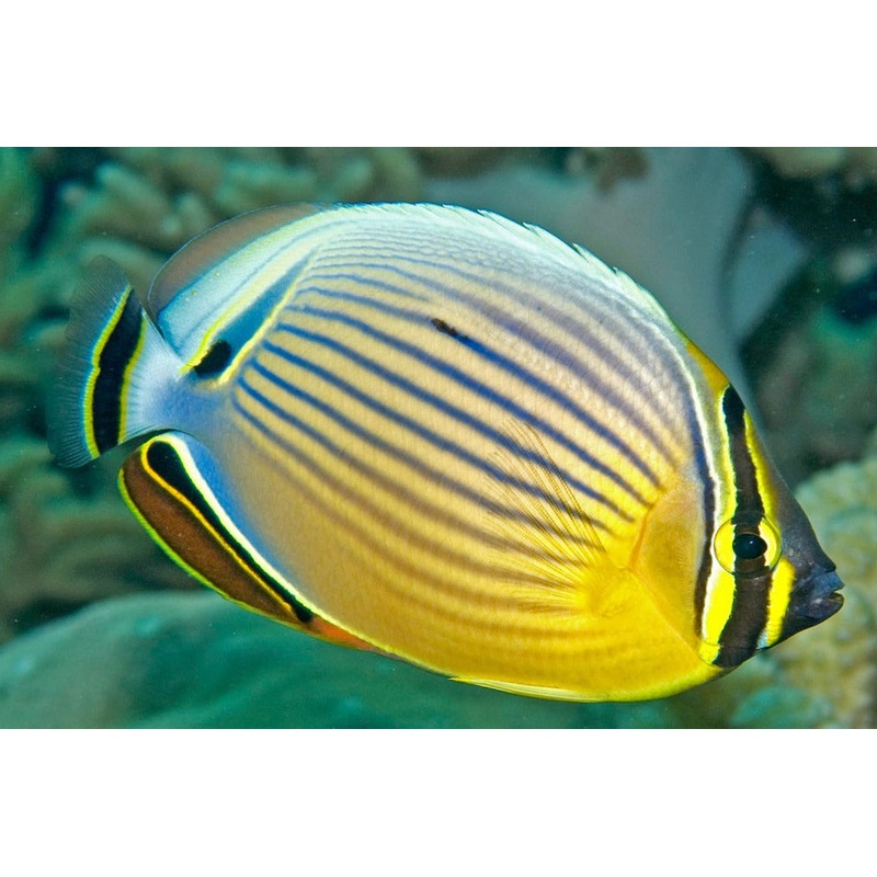 Butterflyfish - Red-Fin (Chaetodon lunulatus)