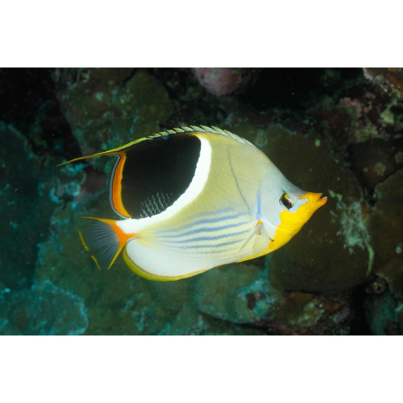 Butterflyfish - Saddled (Chaetodon ephippium)