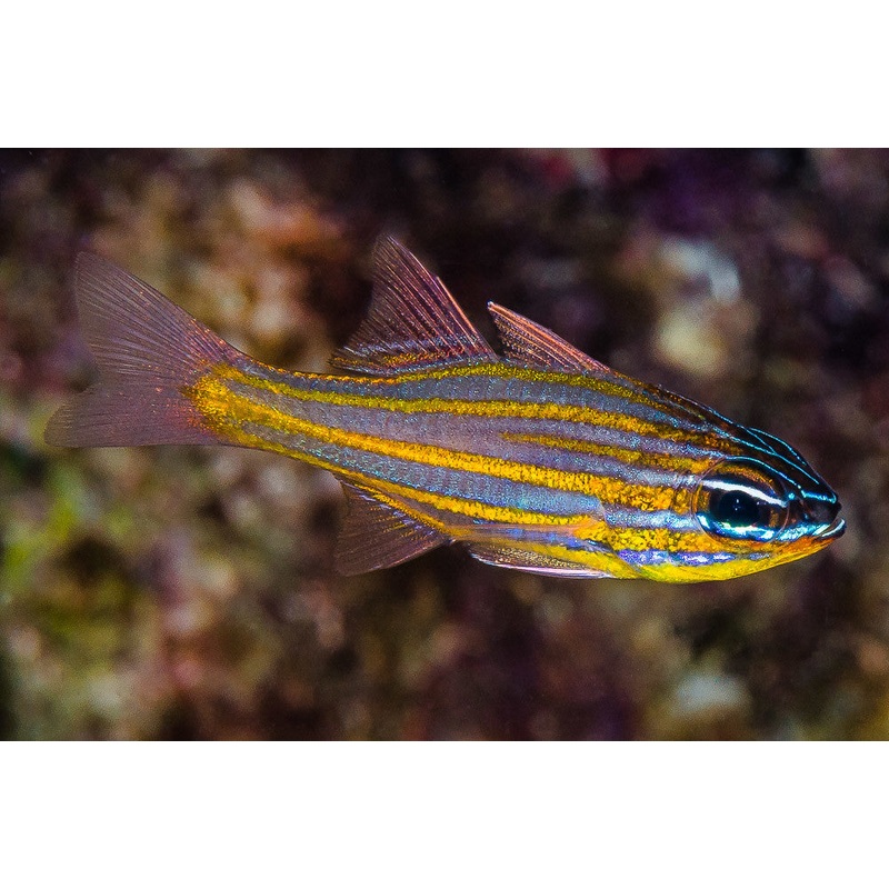 Cardinalfish - Orange Lined Striped (Ostorhinchus properuptus)