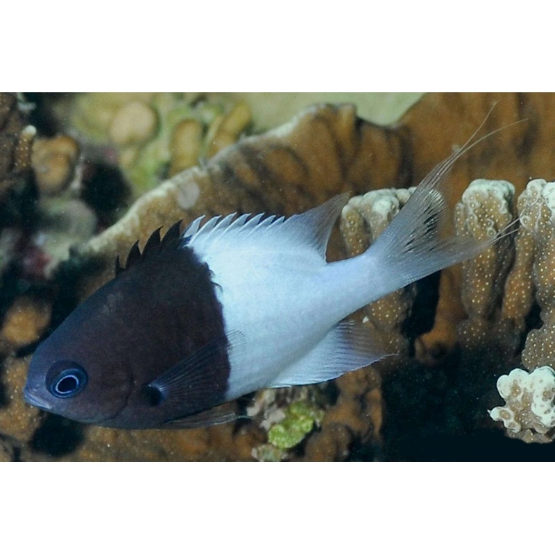 Chromis - Half & Half (chromis iomelas)