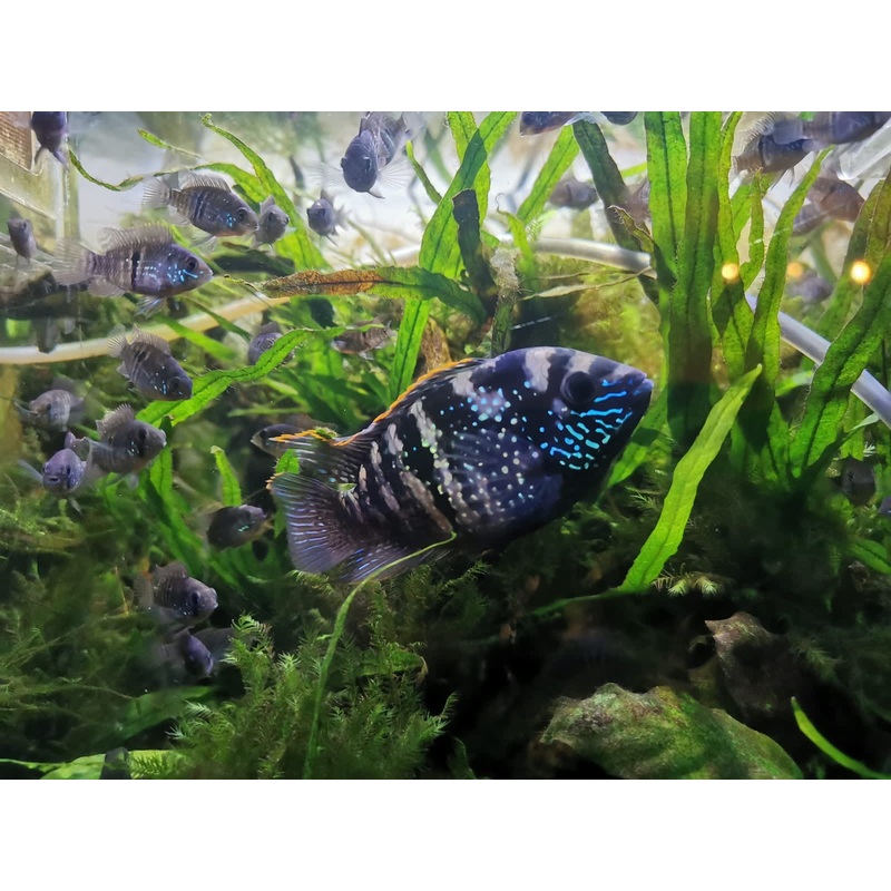 Cichlid - Blue Acara